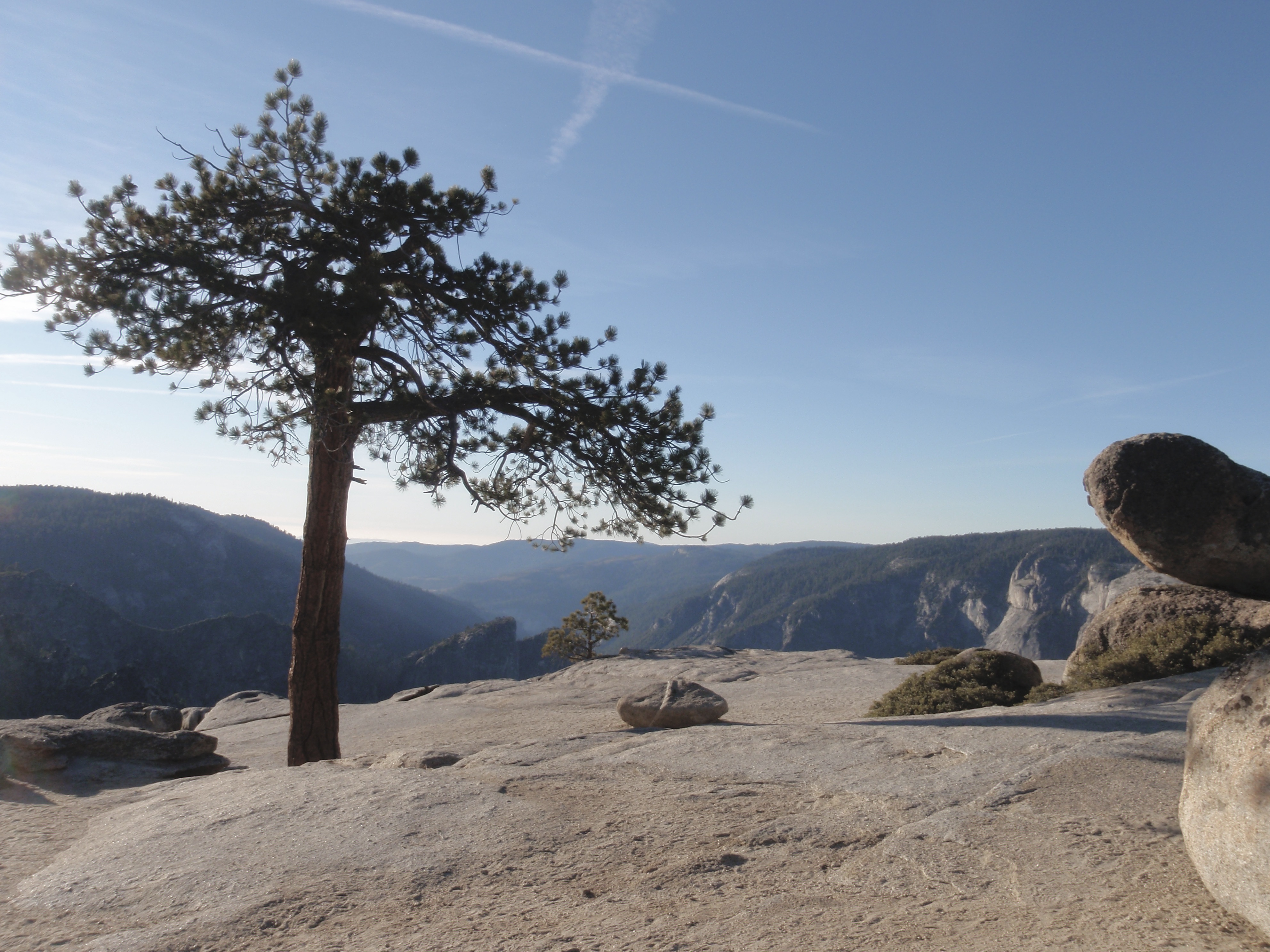 Baum auf Fels – im Hintergrund unscharfe Berge